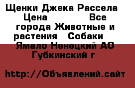 Щенки Джека Рассела › Цена ­ 10 000 - Все города Животные и растения » Собаки   . Ямало-Ненецкий АО,Губкинский г.